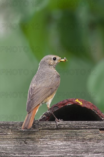 Common redstart (Phoenicurus phoenicurus) female with insect prey in beak