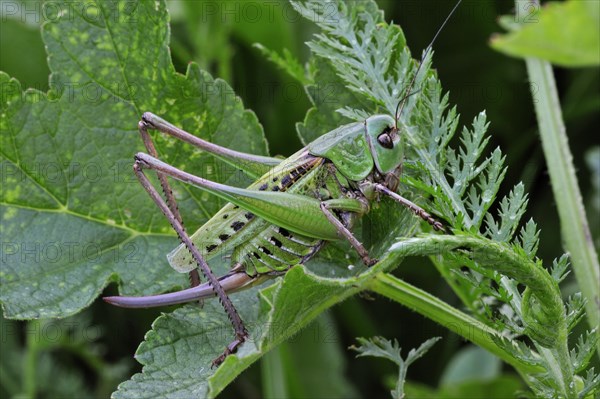 Wartbiter, Wart biter bush cricket (Decticus verrucivorus) on plant, Dolomites, Italy, Europe