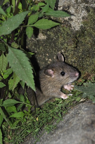 Juvenile Brown rat (Rattus norvegicus) hiding in vegetation along wall, France, Europe