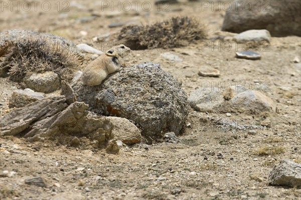 Ladak pika (Ochotona ladacensis), a small mammal, a lagomorph, living in the high mountain meadows, photographed sitting on a granite stone in the upper part of the Markha Valley, near Nyimaling. Zanskar Mountains, the Himalayas. District Leh, Union Territory of Ladakh, India, Asia