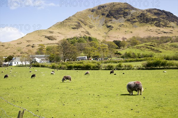 Robinson Fell, Buttermere, Lake District national park, Cumbria, England, UK