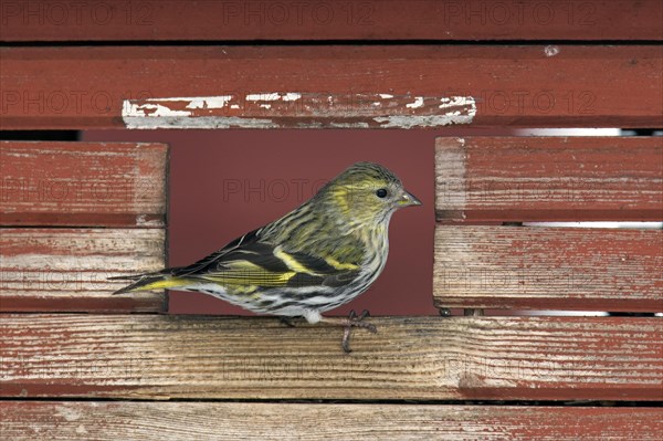 Eurasian siskin, European siskin, common siskin, (Spinus spinus) female at bird feeder in garden in winter