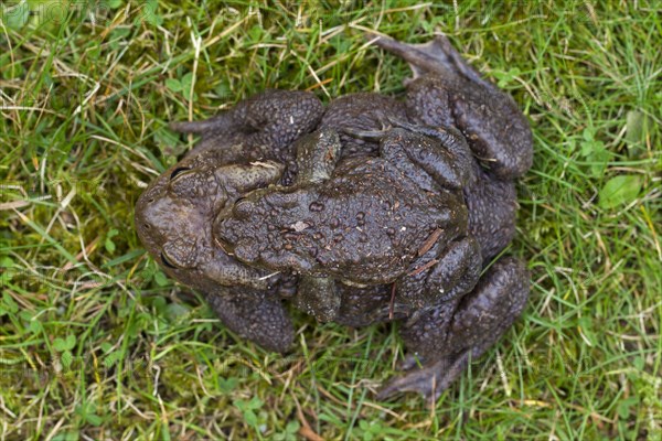 Common Toad, European Toad (Bufo bufo) pair migrating in amplexus to breeding pond in spring, Germany, Europe