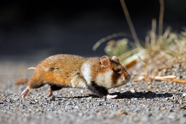 European hamster, Eurasian hamster, black-bellied hamster, common hamster (Cricetus cricetus) running and crossing path, road on the countryside