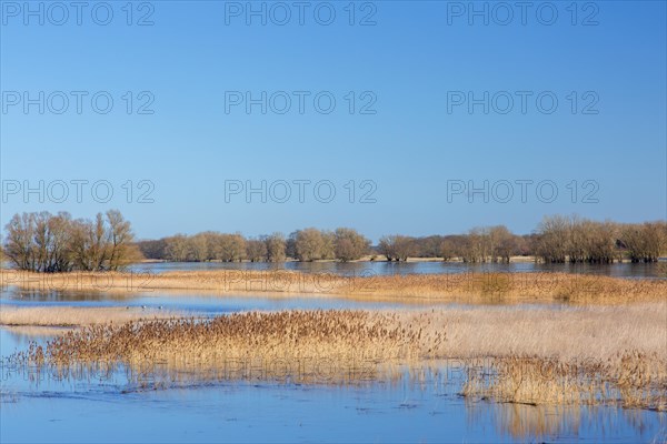 Flooded river bank, riverbank at the Lower Saxon Elbe Valley Biosphere Reserve in winter, Lower Saxony, Niedersachsen, Germany, Europe