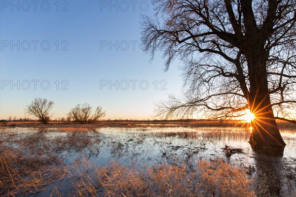 Sun shining through bare branches of tree on flooded river bank, riverbank at sunset in winter, Lower Saxony, Niedersachsen, Germany, Europe