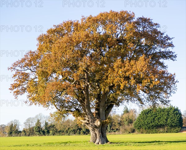 Large mature English oak tree, Quercus Robur, orange autumn leaves stands alone in field, Sutton, Suffolk, England, UK