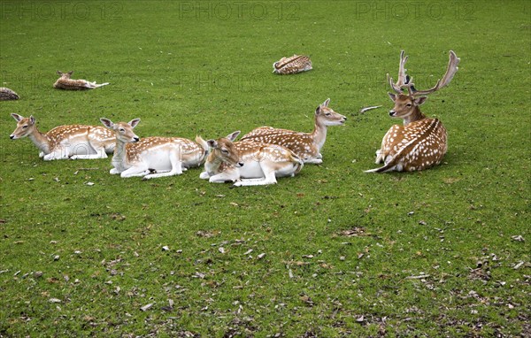 Fallow deer in small urban park, Maastricht, Limburg province, Netherlands