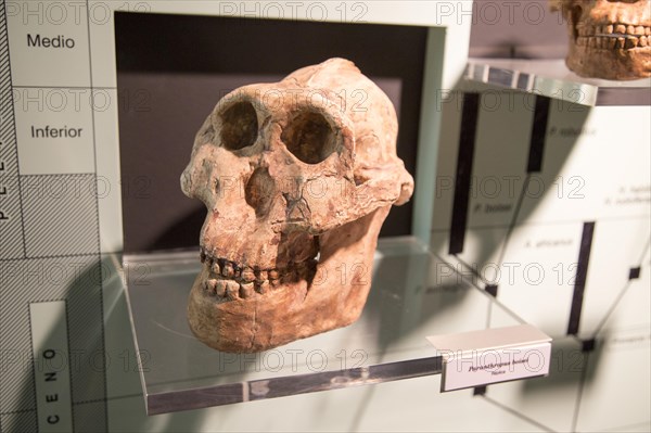 Skull of Paranthropus Boisel, archaeology museum, Jerez de la Frontera, Cadiz Province, Spain, Europe
