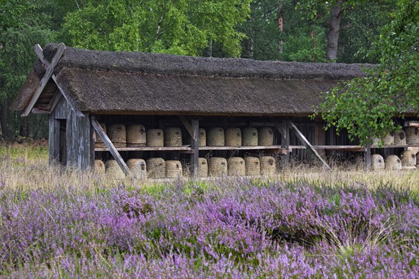 Bee hives, beehives, skeps in rustic shelter of apiary in the Lueneburg Heath, Lunenburg Heathland, Lower Saxony, Germany, Europe