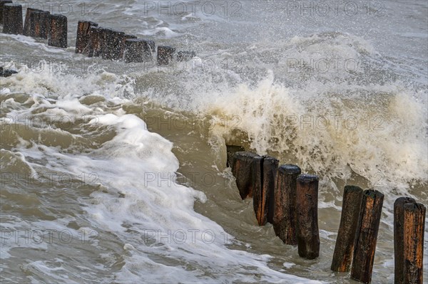 Wave crashing into wooden groyne, breakwater to avoid beach sand erosion during winter storm along North Sea coast in Zeeland, Netherlands