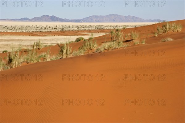 Dune bushman grass, dune reeds (Stipagrostis amabilis) on sand dune in the Namib desert, Namibia, South Africa, Africa