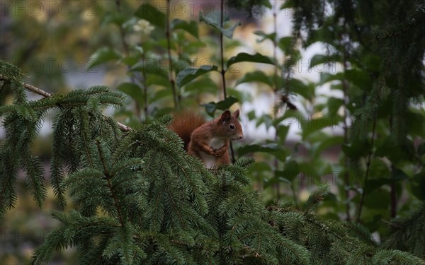 A squirrel, Sciurus, inspects climbs curiously up a tree, looks worried, Stuttgart, Baden-Wuerttemberg, Germany, Europe