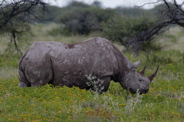 A rhino stands still in its natural habitat, Safari, wildlife, Etosha National Park, Namibia, Africa