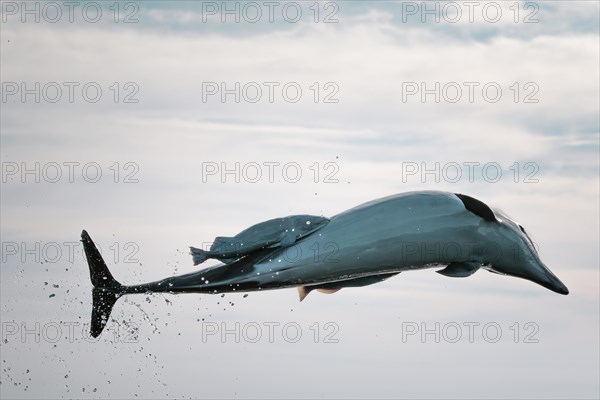 A dolphin smoothly jumps out of the sea with two blind passengers, Puerto Escondido, Mexico, South America, Central America
