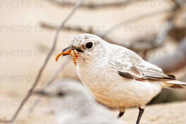 A bird in the desert holds food in its beak, Safari, wildlife, Namibia, Africa
