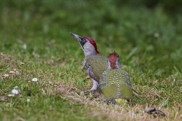 European green woodpecker (Picus viridis) female with juvenile searching for ants in grassland