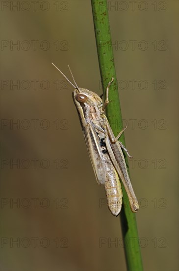 Sharp-tailed grasshopper (Euchorthippus declivus, Acridium declivus) female climbing grass stalk in meadow