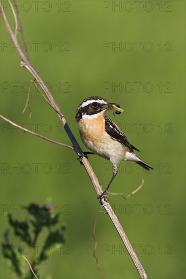 Whinchat (Saxicola rubetra) with prey in beak, Germany, Europe