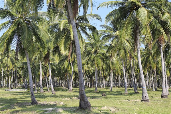 Coconut tree plantation, Pasikudah Bay, Eastern Province, Sri Lanka, Asia