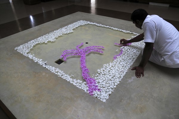 Frangipani petal picture in waterAmaya Beach Resort and Spa hotel, Pasikudah Bay, Eastern Province, Sri Lanka, Asia