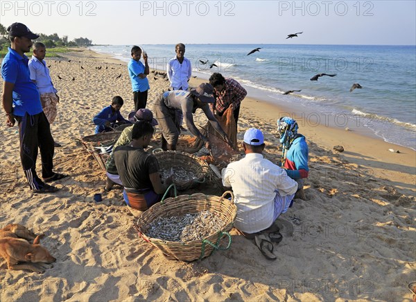 Traditional seine fishing hauling nets Nilavelli beach, near Trincomalee, Eastern province, Sri Lanka, Asia