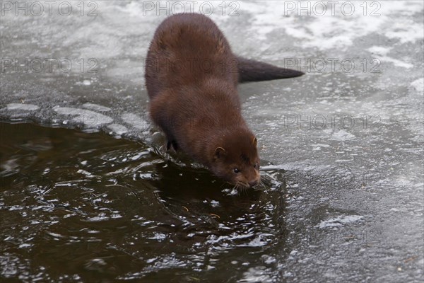 American mink (Neovison vison, Mustela vison), mustelid native to North America on frozen river bank in winter