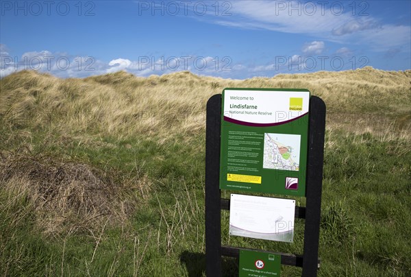 Sand dunes in Lindisfarne national nature reserve, Budle Bay, Northumberland coast, England, UK