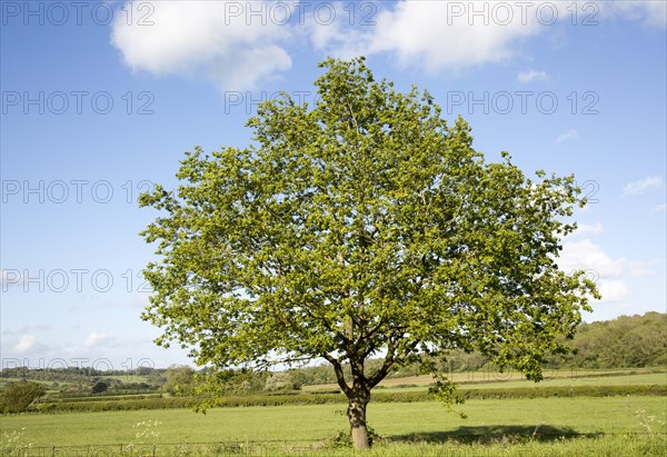 Green leaves single tree standing in green field with blue sky, Wiltshire, England, UK