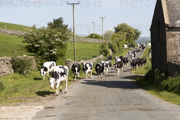 Cattle being walked home for milking, near Clapham, Yorkshire Dales national park, England, UK