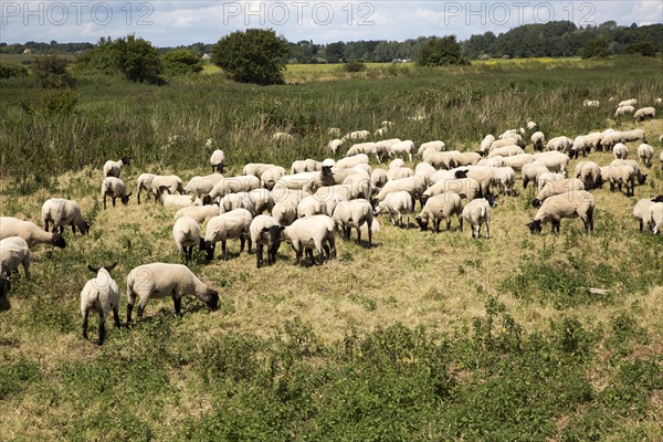Flock of sheep grazing on Oxley Marshes, Hollesley, Suffolk, England, UK