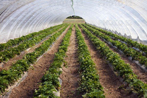 Cultivation of garden strawberries (Fragaria x ananassa) in plastic greenhouse, Germany, Europe