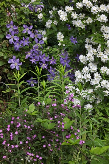 Sweet Mock-orange, English Dogwood (Philadelphus coronarius) and Red campion (Silene dioica, Melandrium rubrum) in garden