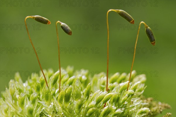 Swan's-neck thyme-moss, Horn calcareous moss (Mnium hornum) close up of capsules