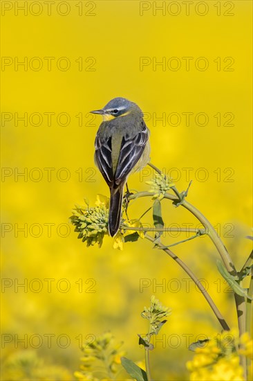 Blue-headed wagtail (Motacilla flava flava) male perched in yellow rape field, rapefield flowering in spring