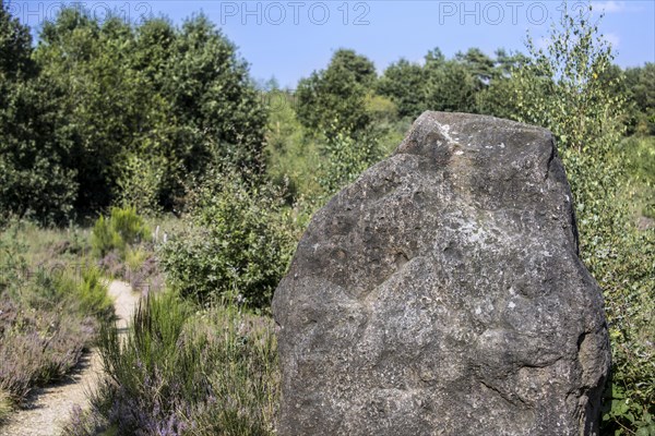 Menhir on the Mechelse Heide, heathland in the Hoge Kempen National Park, Limburg, Belgium, Europe