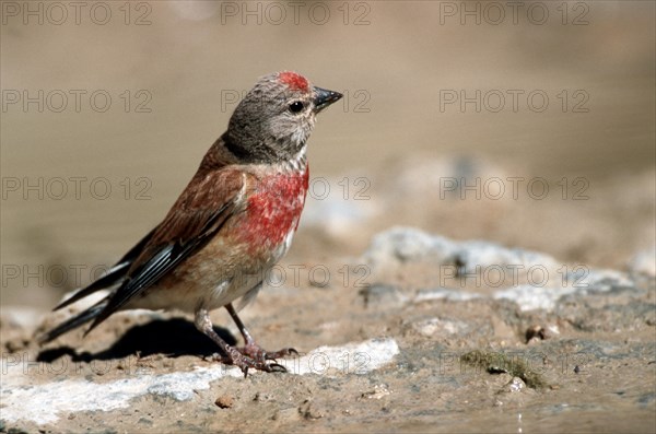 Male common linnet (Carduelis cannabina, Acanthis cannabina) on the ground, Spain, Europe