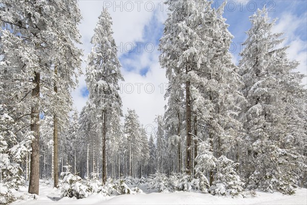 Pine trees in coniferous forest covered in snow in winter at the Hoge Venen, High Fens, Hautes Fagnes, Belgian nature reserve in Liege, Belgium, Europe