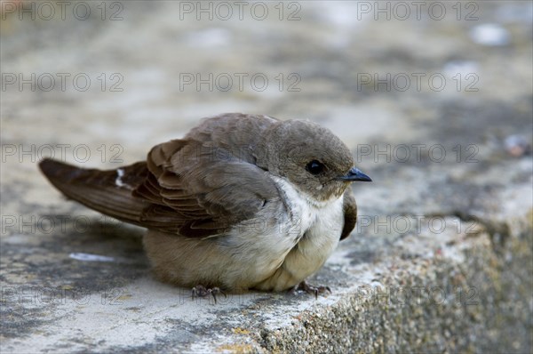 Eurasian crag martin (Ptyonoprogne rupestris, Hirundo rupestris) perched on building