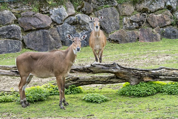 Nilgai, blue bull (Boselaphus tragocamelus) largest Asian antelope and is endemic to the India