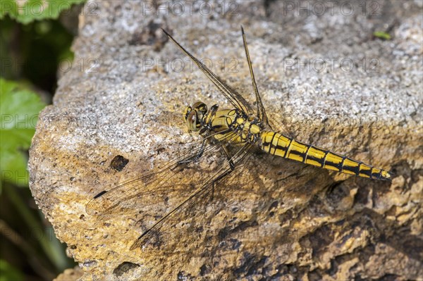 Vagrant darter (Sympetrum vulgatum) female dragonfly sunning on rock