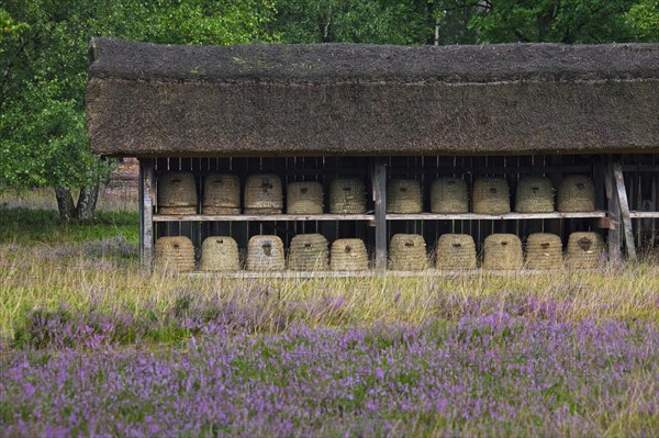 Bee hives, beehives, skeps in rustic shelter of apiary in the Lueneburg Heath, Lunenburg Heathland, Lower Saxony, Germany, Europe