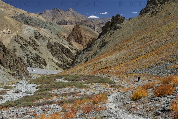 Trekking route in the Zherin Valley, a rarely visited trail in the Zanskar Region, with a trekker in a distance, photographed in late September, when the scarce vegetation bear autumn colours. Zanskar Range of the Himalayas, the dry, desert mountains belonging to the Thetys Himalayas. Kargil District, Union Territory of Ladakh, India, Asia