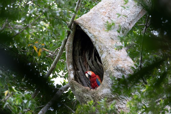 A colourful macaw, parrot resting in a tree cave, jungle, Colombia. South America