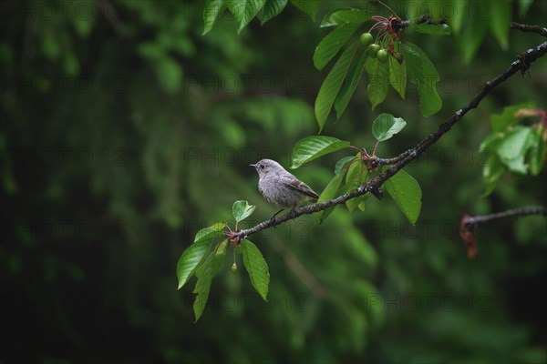 Redstart, male, A small bird resting on a branch of a flowering tree, Stuttgart, Germany, Europe