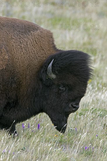 American bison, American buffalo (Bison bison) close up portrait of bull in summer coat