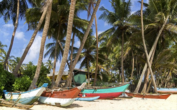 Brightly coloured fishing canoes under coconut palm trees of tropical sandy beach, Mirissa, Sri Lanka, Asia