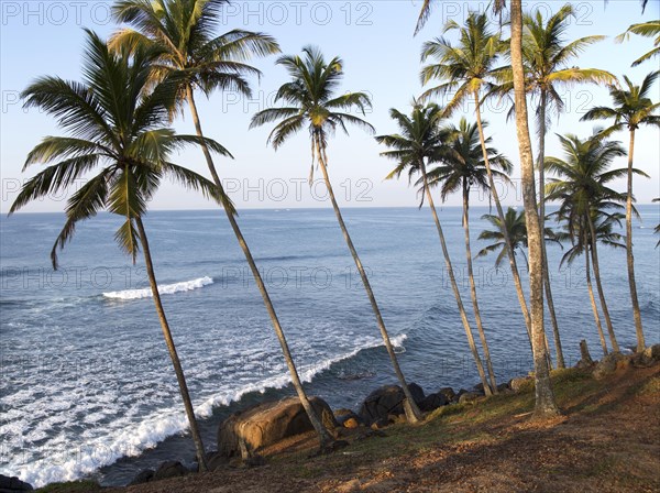 Tropical scenery of palm trees on a hillside by blue ocean, Mirissa, Sri Lanka, Asia