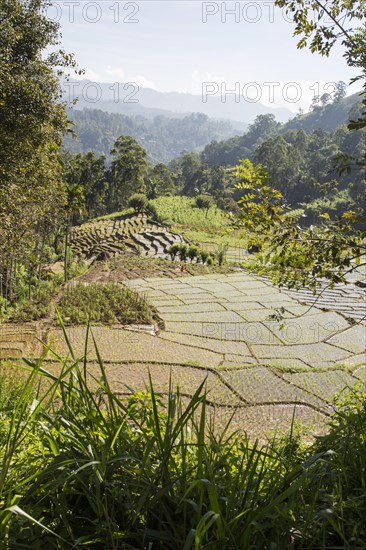 Paddy field rice farming terraces, Ella, Badulla District, Uva Province, Sri Lanka, Asia