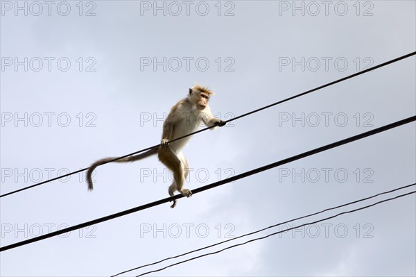 Toque macaque (Macaca sinica) monkey, Haputale, Badulla District, Uva Province, Sri Lanka, Asia
